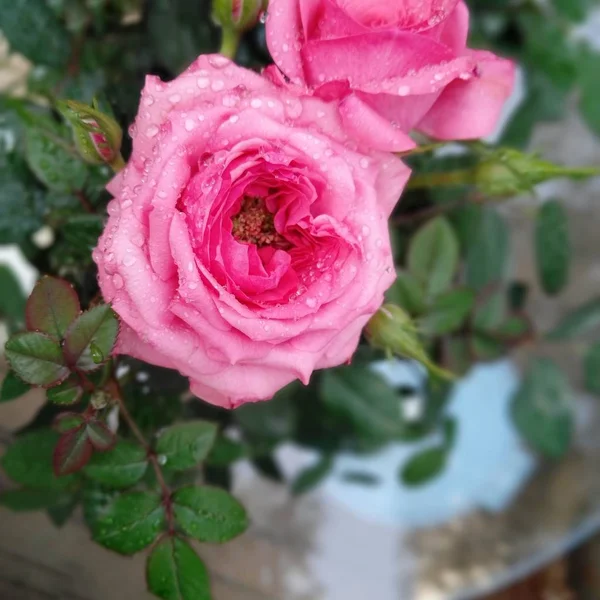 Hermosa Flor Jardín — Foto de Stock