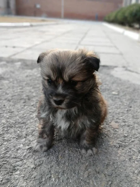 cute little puppy dog on the street