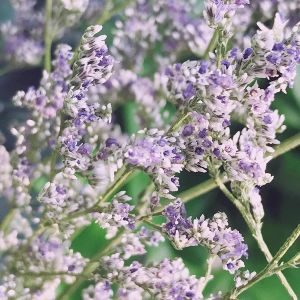 Fiori Lavanda Viola Flora Viola — Foto Stock
