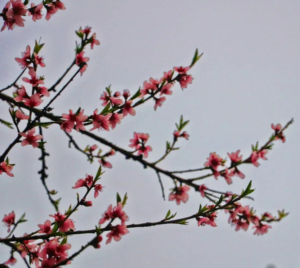 Cseresznyevirág Egy Ágon — Stock Fotó