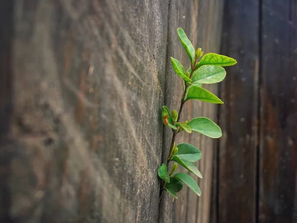 Zielone Liście Drewnianym Tle — Zdjęcie stockowe