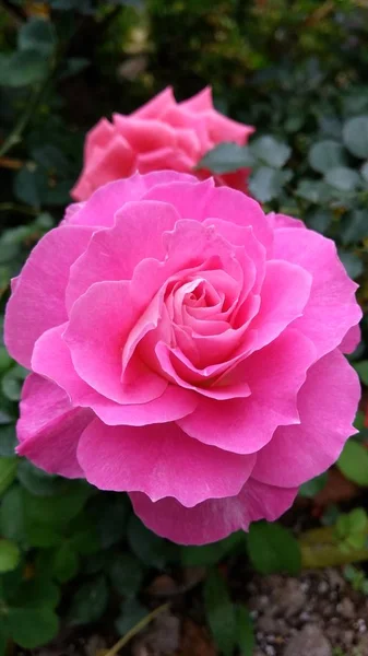 Vista Cerca Hermosa Flor Rosa — Foto de Stock
