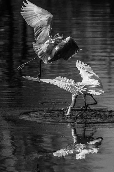 Cisne Estanque — Foto de Stock