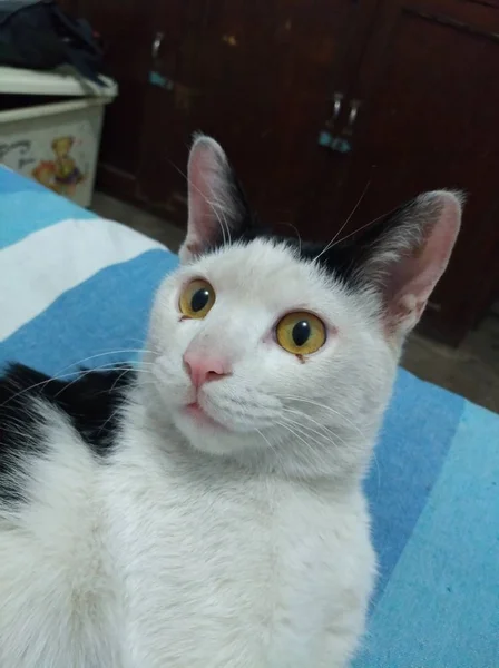 Gato Blanco Suelo — Foto de Stock