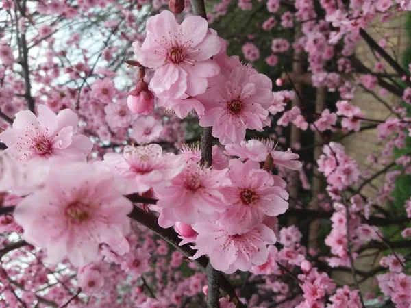Overdag Uitzicht Bloeiende Appel Bloemen Boom — Stockfoto