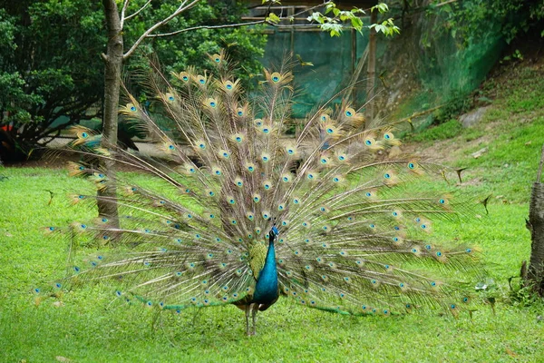 beautiful peacock bird, feather bird