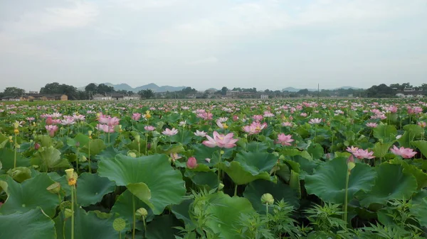 Lotusblomster Som Blomstrer Grønne Blader – stockfoto