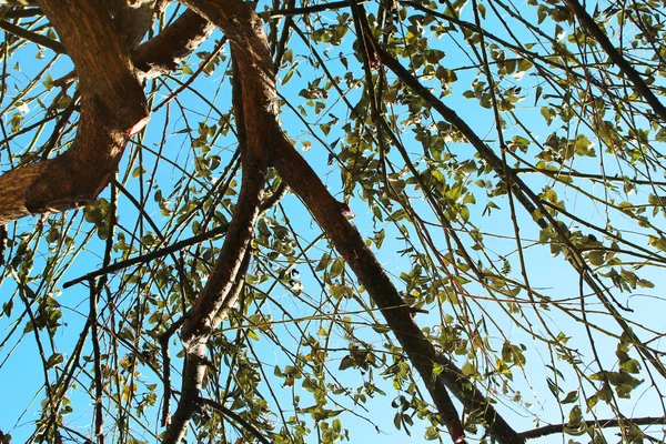 Ramas Árboles Naturaleza Flora — Foto de Stock