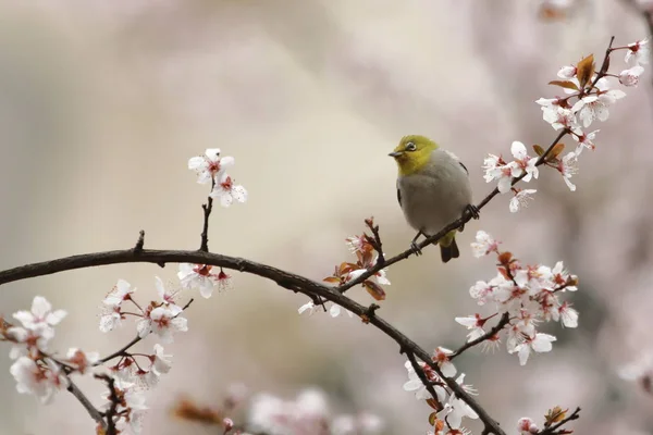 Çiçek Açan Rengarenk Çiçeklerin Yakın Çekim — Stok fotoğraf