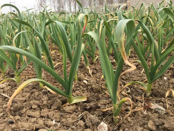 green corn growing in the field