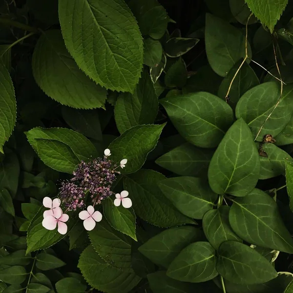 Hojas Verdes Árbol — Foto de Stock