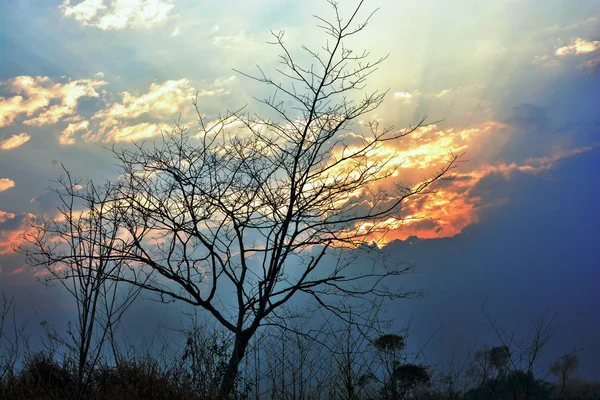 Hermoso Atardecer Bosque — Foto de Stock