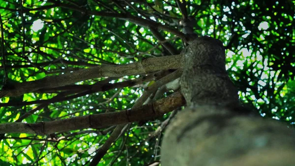 Ramas Árboles Naturaleza Flora Medio Ambiente — Foto de Stock