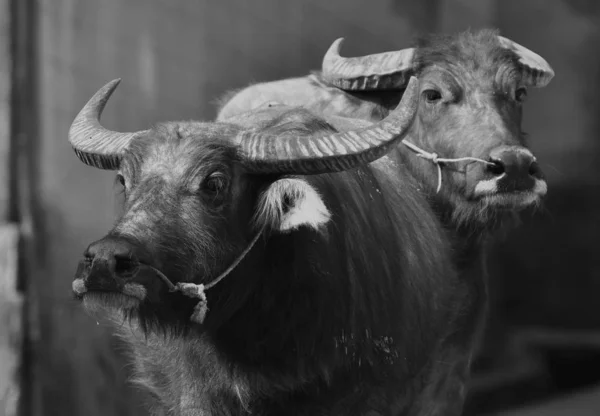 Criação Animal Gado Bovino Bovino — Fotografia de Stock