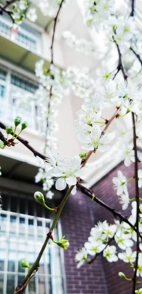 Primer Plano Flores Flor Durazno Primavera Durante Día — Foto de Stock