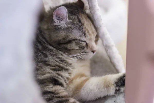 Retrato Gato Bonito — Fotografia de Stock