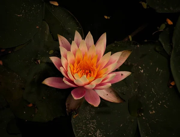coral water lily flower
