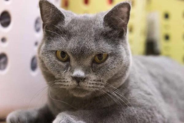 beautiful cat with a white background