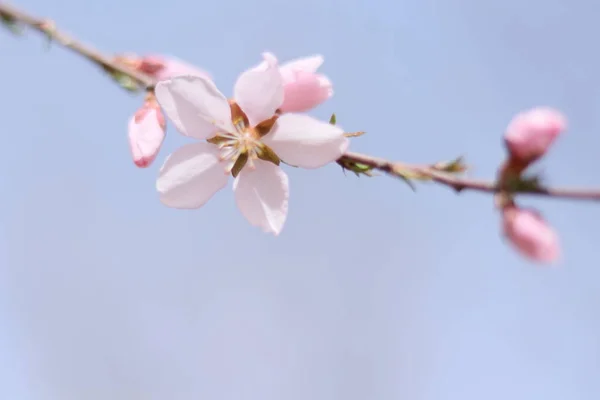 Bloeiende Sakura Boom Bij Spring Garden — Stockfoto