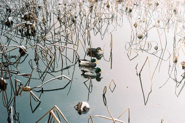 Aves Lago — Foto de Stock