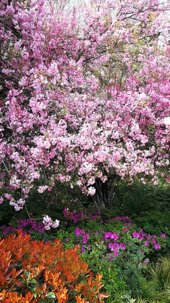 Flores Primavera Hermosa Floración —  Fotos de Stock