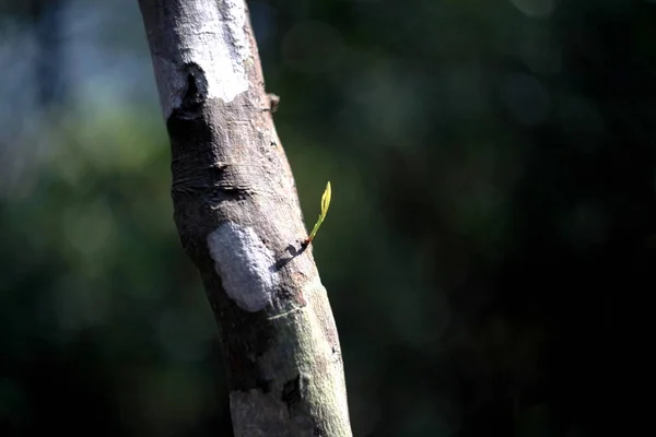 Tronco Árbol Bosque — Foto de Stock
