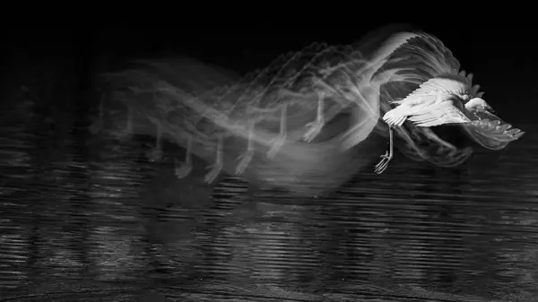 Hermoso Cisne Agua — Foto de Stock