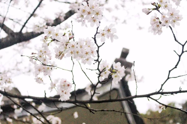 outdoors view of peach flowers on the tree blooming in spring