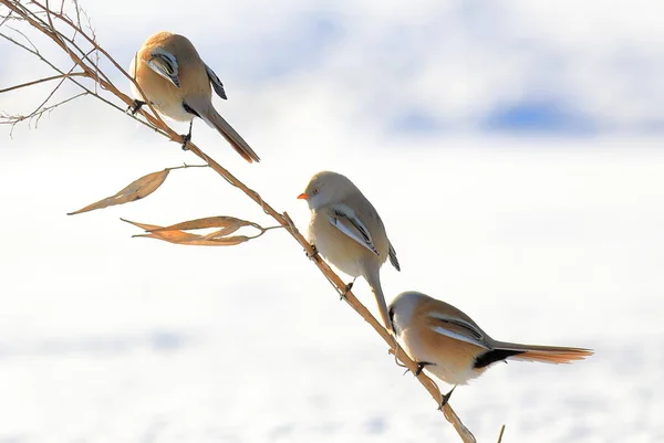 Vahşi Kuşların Manzarası — Stok fotoğraf