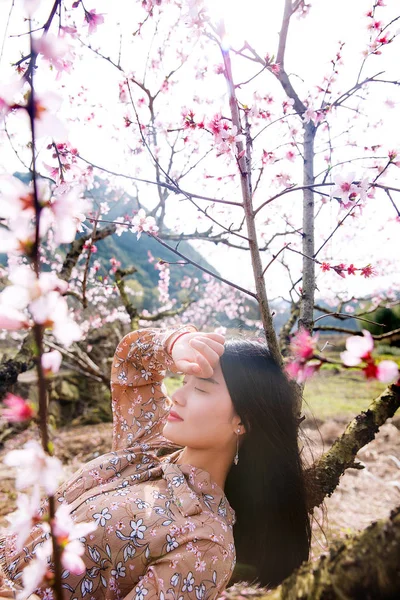 Young Asian Woman Cherry Blossom Garden Royalty Free Stock Photos