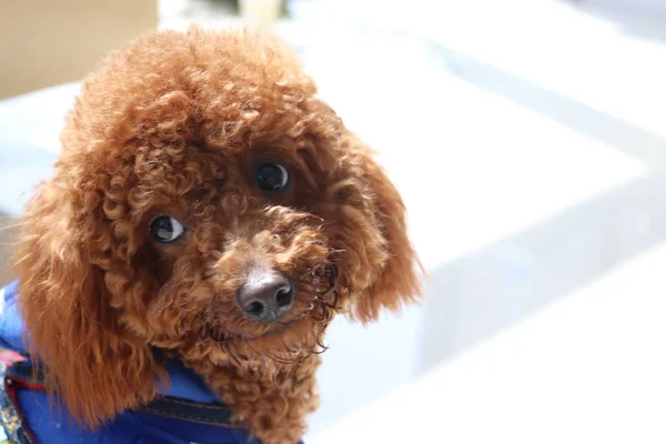 Cão Peludo Bonito Conceito Animal — Fotografia de Stock