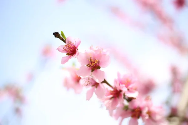 Daylight Peach Buds Blooming Spring Garden — Stock Photo, Image