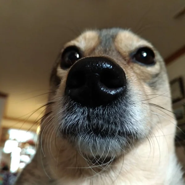 Retrato Del Perro Casa Durante Día — Foto de Stock