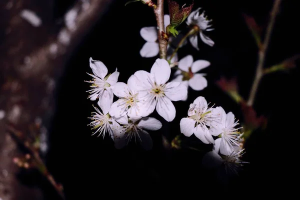 outdoors view of peach flowers on the tree blooming in spring