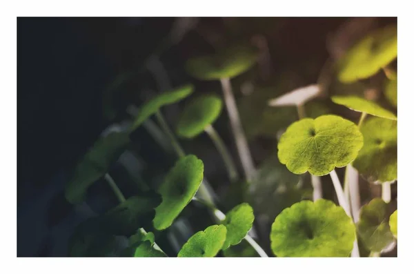 Hermoso Plano Botánico Fondo Pantalla Natural — Foto de Stock