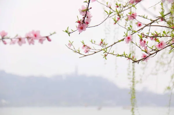 Primer Plano Flores Flor Durazno Primavera Durante Día — Foto de Stock