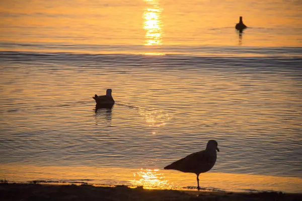 Puesta Sol Sobre Lago Las Aves Más Grandes Puesta Del — Foto de Stock