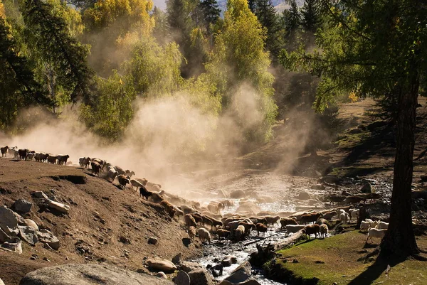 Fuego Parque Nacional Yellowstone — Foto de Stock