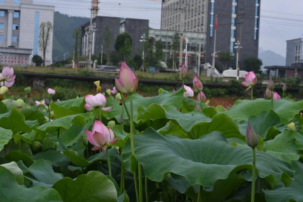 Vakre Lotusplanter Vokser Dammen – stockfoto
