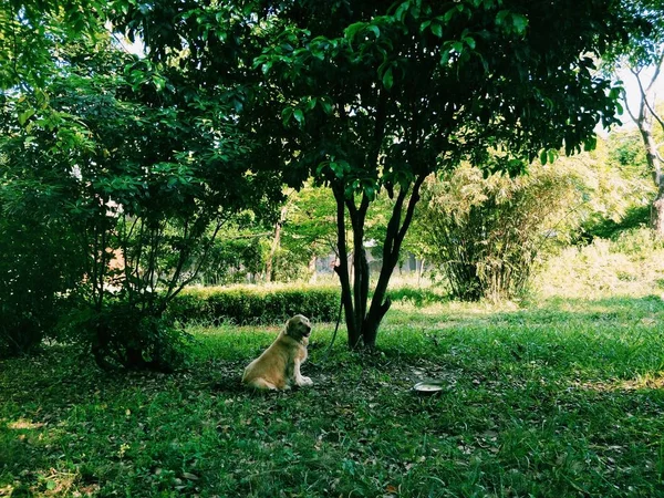 Gato Parque — Foto de Stock