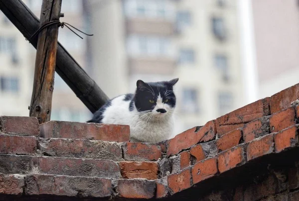 Gato Sentado Techo — Foto de Stock