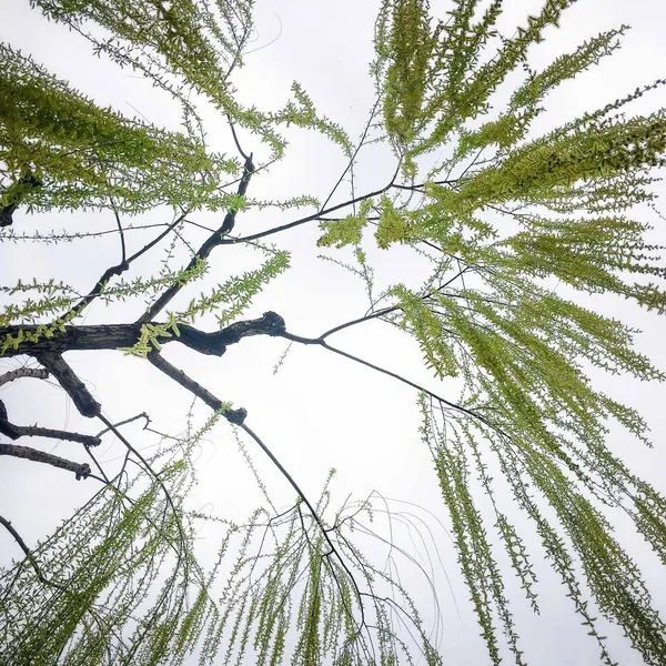 Hermosa Vista Naturaleza Del Bosque — Foto de Stock