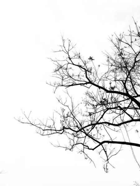 Гілки Дерева Природи Флора — стокове фото