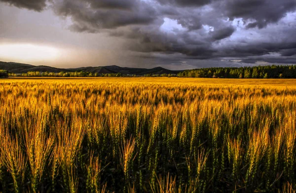 Beautiful Landscape Field Wheat Blue Sky — Stock Photo, Image