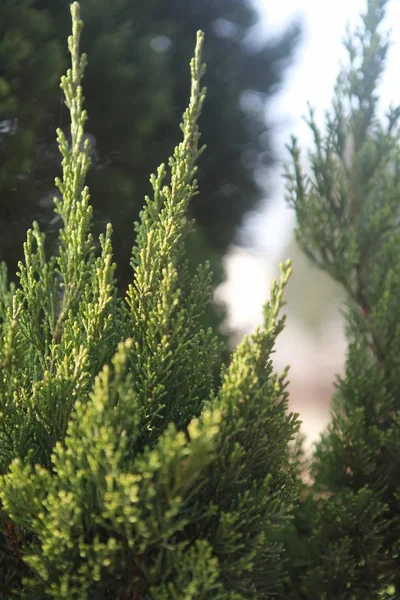 Hermoso Pino Verde Bosque — Foto de Stock