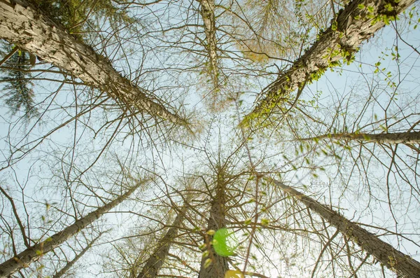 Ramas Árboles Forestales Flora Natural — Foto de Stock