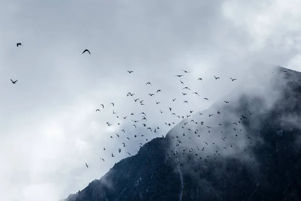 Bandada Gaviotas Volando Cielo — Foto de Stock