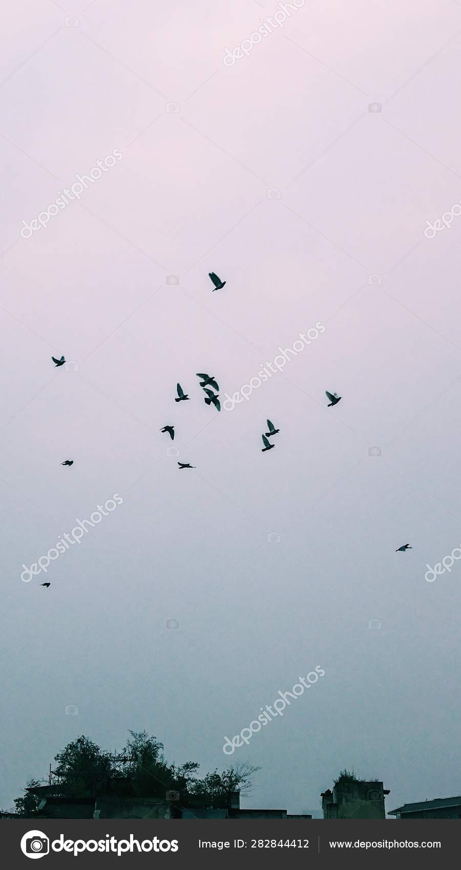Beautiful Birds Flying Sky Stock Photo Image By C Imaginechina Tuchong