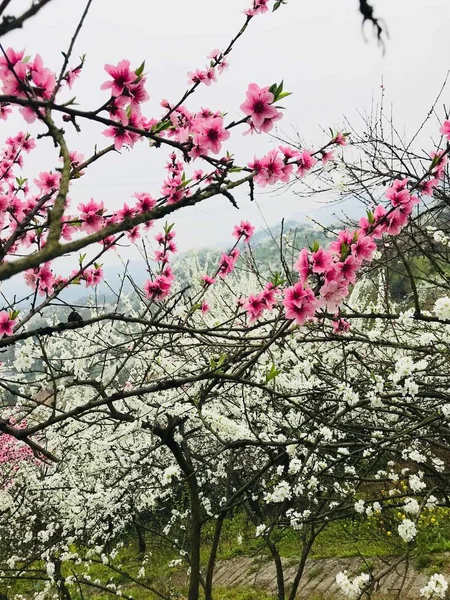 stock image Spring tree flowers blooming in park