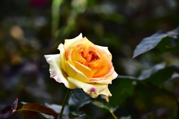 Hermosa Rosa Jardín — Foto de Stock